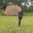 Muleme shafiq, 